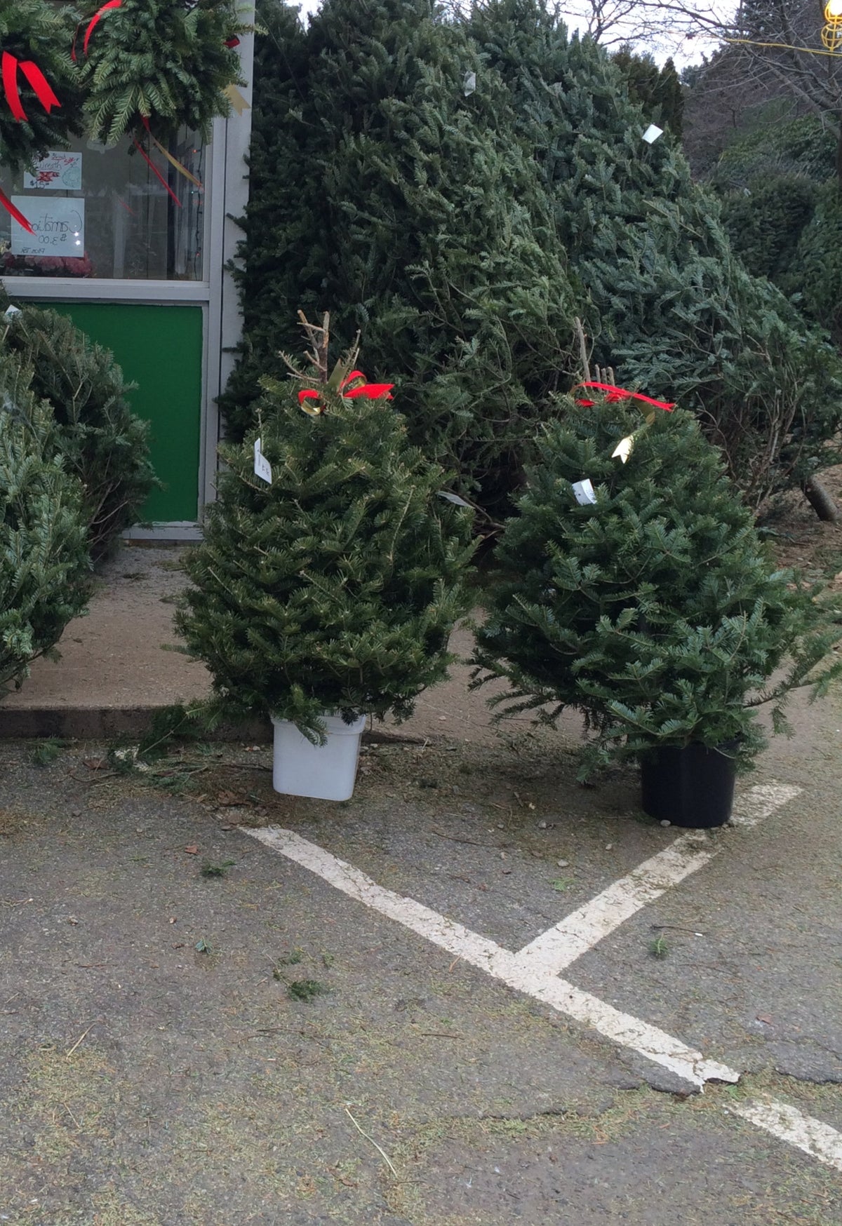 3 ft Fresh Balsam Fir Tabletop Christmas Tree