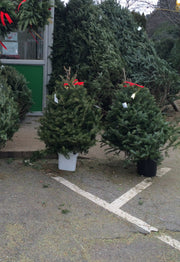 3 ft Fresh Balsam Fir Tabletop Christmas Tree