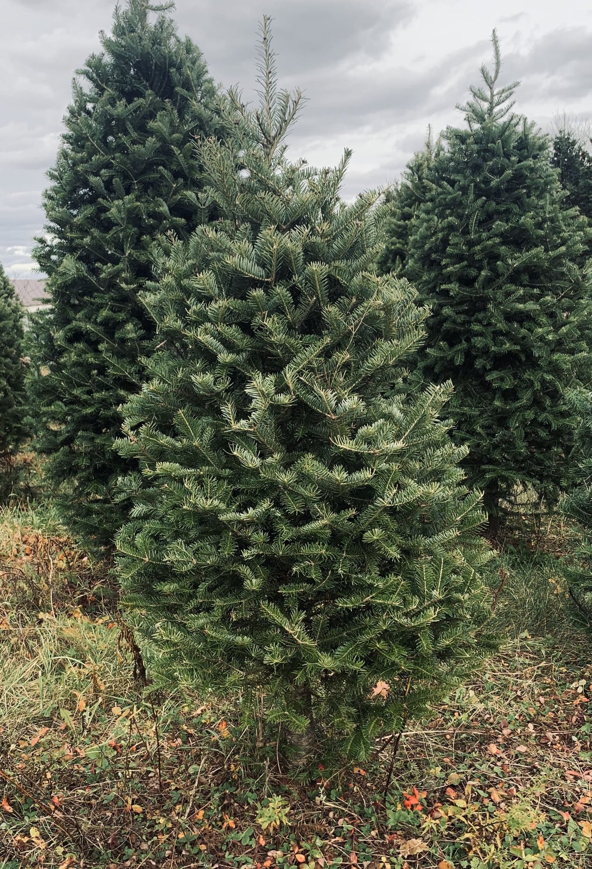 3 ft Fresh Balsam Fir Tabletop Christmas Tree
