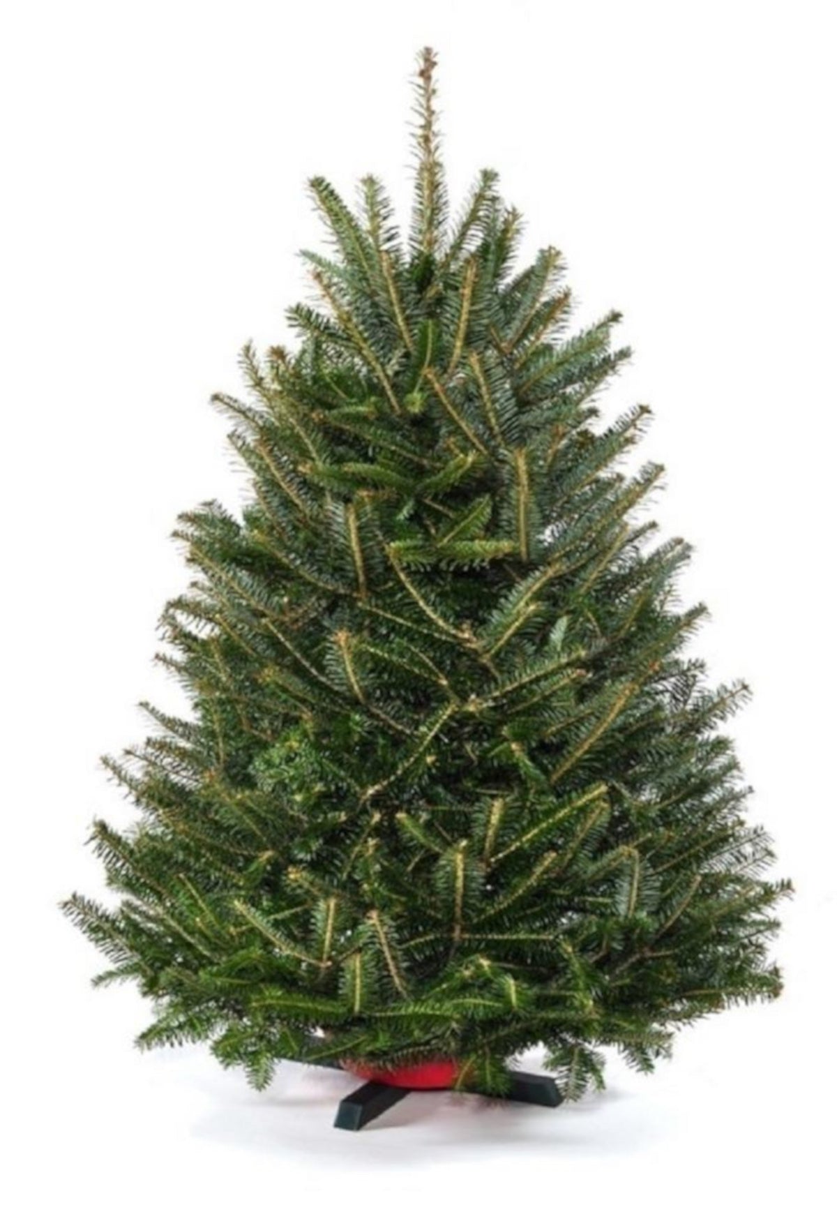 3 ft Fresh Balsam Fir Tabletop Christmas Tree