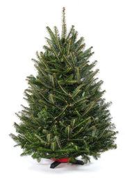 3 ft Fresh Balsam Fir Tabletop Christmas Tree