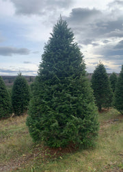 8 ft Fresh Balsam Fir Christmas Tree