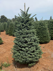 Fresh Noble Fir Christmas Tree