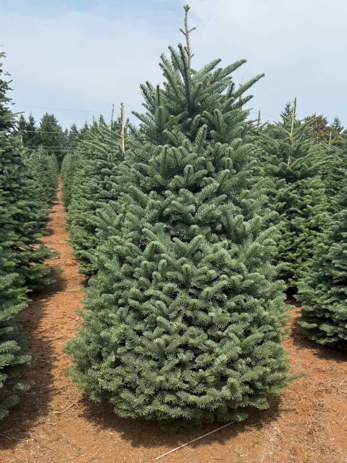 Fresh Noble Fir Christmas Tree