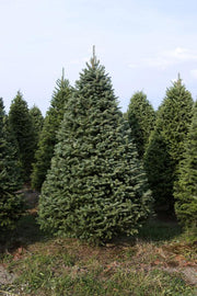 Real Christmas Trees Delivered 7 Foot Premium Balsam-Fraser Fir Hybrid