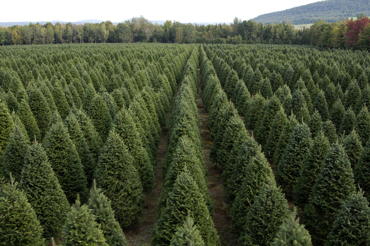 Real Christmas Trees Delivered 5 Foot Premium Balsam Fir Christmas Tree