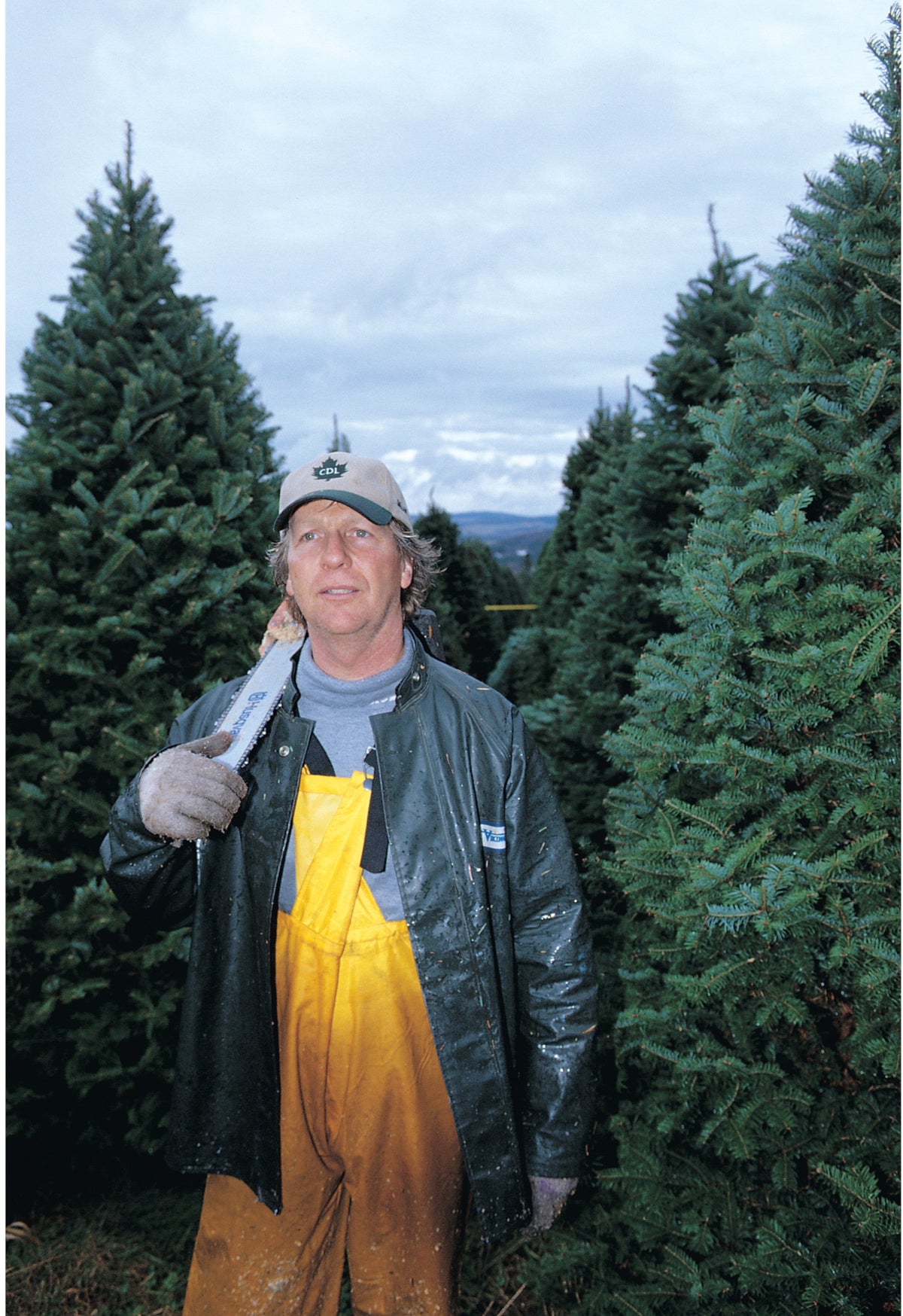 3 ft Fresh Balsam Fir Tabletop Christmas Tree