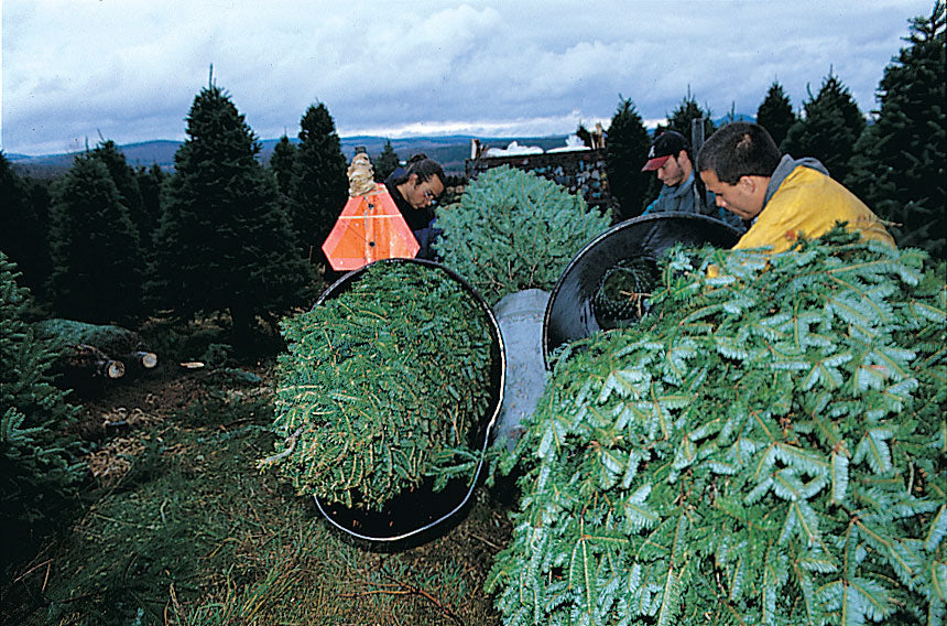 8 ft Fresh Balsam Fir Christmas Tree