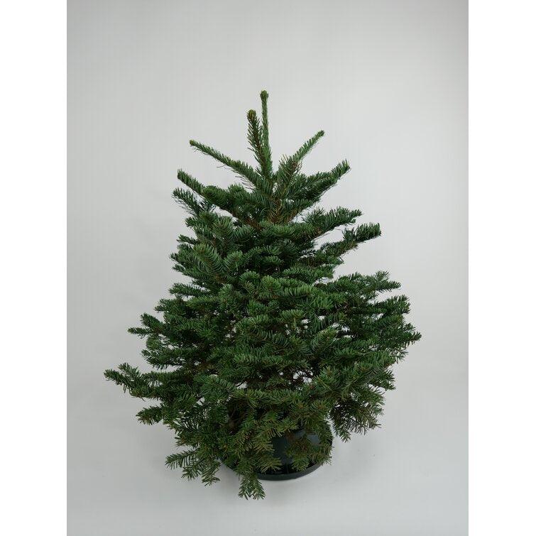 1.7' Green Fir Fresh Cut Christmas Tree with Pack Ornament - Christmas Trees USA