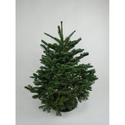 1.7' Green Fir Fresh Cut Christmas Tree with Pack Ornament - Christmas Trees USA