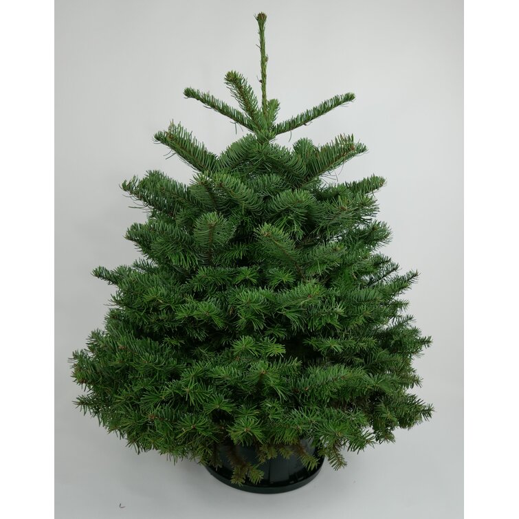 Fresh Cut Green Fir Christmas Tree