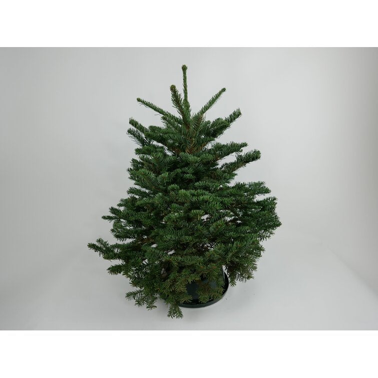 Fresh Cut Green Fir Oregon Christmas Tree