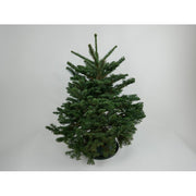 Fresh Cut Green Fir Oregon Christmas Tree