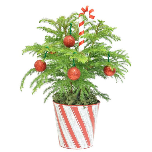 NIP Candy Cane 1.5' Fresh Cut Christmas Tree