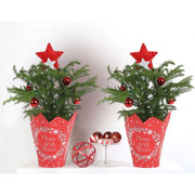 Norfolk Island Pine in Holiday Gift Wrap and Ornaments 1' Green Pine Fresh Cut Christmas Tree (Set of 2)