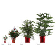 Norfolk Island Pine in Holiday Gift Wrap and Ornaments 1' Green Pine Fresh Cut Christmas Tree (Set of 2)