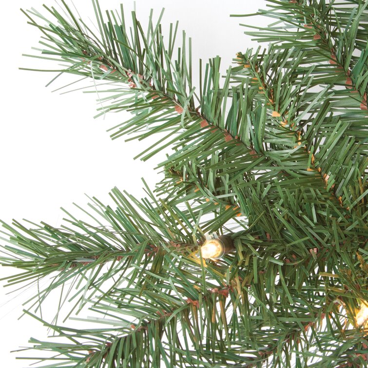 Set Of 2 2Ft. Pre-Lit Colorado Spruce With 50 UL Clear Lights Each (Set of 2)